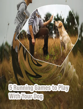 Dog training games